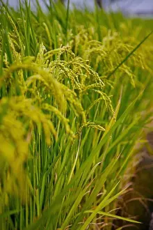 Rice Prints: Rice Paddy in Dounan Township, Yunlin, Taiwan