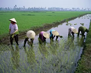 Rice Prints: Rice PlantingNear Ho Chi Minh CityVietnam