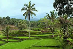 Peacefulness Prints: Rice terraces on the slope of the Kawah Ijen (Ijen crater)