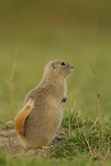 Richardson´s Ground Squirrel, Urocitellus richardsonii, Elk Island National Park, Alberta, Canada