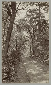 Get rid of cart tracks in a forest in the United States
