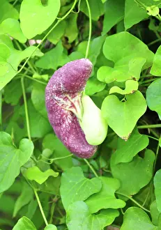 Giant Prints: Riesen-Pelikanblume Aristolochia gigantea - Giant pelican flower Aristolochia gigantea Riesen-Pelikanblume Aristolochia