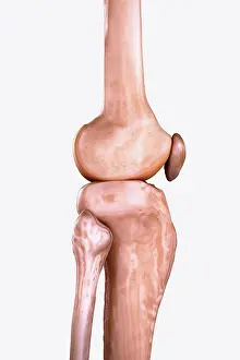 Femur Prints: Right Knee Bones