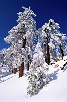 Huge Prints: Rime ice and fresh powder on Ponderosa pines, Los Padres National Forest, California, USA
