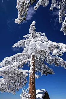Wilderness Area Prints: Rime ice on pines in the San Bernardino Mountains
