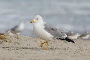 Texas Prints: Ring-billed Gull (Larus delawarensis) searching for food