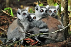 Ring tail lemurs (Lemur catta)
