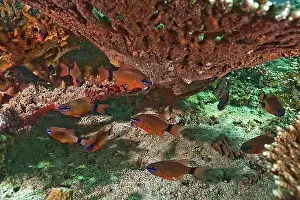 Oceans Prints: Ring-tailed Cardinalfish (Apogon aureus), Gulf of Oman, Oman, Asia
