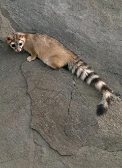 Mammals Prints: ring-tailed cat or ringtail bassariscus astutus usa