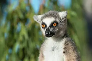 East Africa Prints: Ring-tailed lemur (Lemur catta)