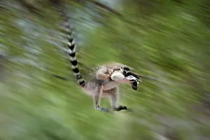 Digital Enhancement Prints: Ring-Tailed lemur (Lemur catta) leaping through canopy carrying infant