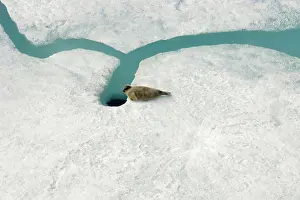 Prey Prints: Ringed Seal on Pack Ice