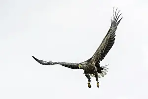 In Flight Prints: Ringed white-tailed eagle (Haliaeetus albicilla)