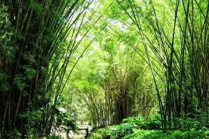 Blade Prints: Rio de Janeiro, botanical garden, Jardim Botanico, bamboo, Brazil