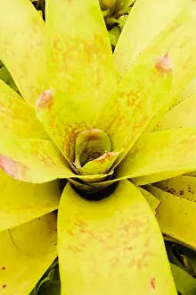Brazil Prints: Rio de Janeiro, botanical garden, Jardim Botanico, bromeliad garden, Bromelario, Brazil