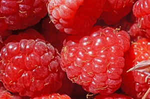 Pile Prints: Ripe raspberry as a background extreme close-up (macro)