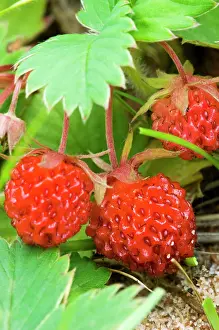 Produce Prints: Ripe wild strawberries Fragaria virgiana