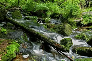Woody Plant Prints: River in Bavaria, Germany