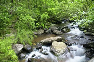 Drakensberg Prints: Riverine scene. Monks Cowl. Ukhahlamba Drakensberg Park