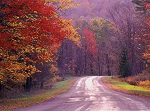 Mixed Prints: Road through Allegheny National Forest in late fall color, autumn, Pennsylvania, USA