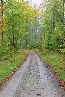 Radius Images Prints: Road through beech forest (Fagus sylvatica) in autumn