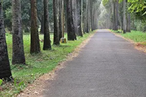 Orte Prints: Road Botanical Garden West Bengal India Copyright: xRabinxChakraborty/DinodiaxPhotox