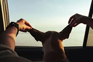 Interested Prints: Road trip with pets: human holds ears of the dog in car