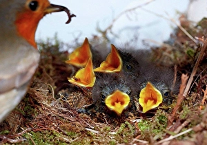 Fluffy Prints: Robin with five chicks in nest
