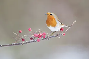 Alert Prints: Robin (Erithacus rubecula) adult perched in on branch in the snow