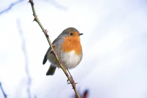 Alert Prints: Robin (Erithacus rubecula) adult perched in on branch in the snow