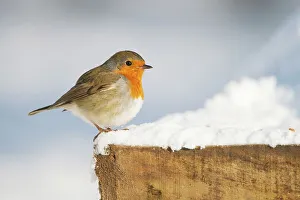 Alert Prints: Robin (Erithacus rubecula) adult perched in on feeder in the snow
