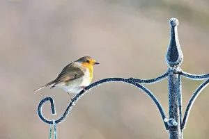 Alert Prints: Robin (Erithacus rubecula) adult perched in on feeder in the snow