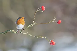Robin Prints: Robin Erithacus rubecula adult perched in snow Norfolk U