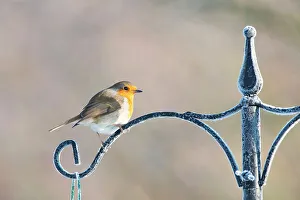 Robin Prints: Robin Erithacus rubecula adult perched in snow Norfolk U