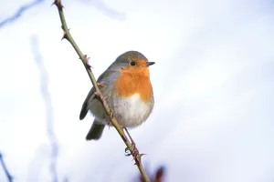 Robin Prints: Robin Erithacus rubecula adult perched in snow Norfolk U
