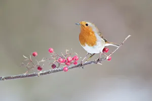 Robin Prints: Robin Erithacus rubecula adult perched in snow Norfolk U