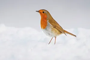 Robin Prints: Robin Erithacus rubecula adult perched in snow Norfolk U
