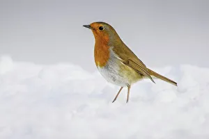 Alert Prints: Robin (Erithacus rubecula) adult perched in snow Norfolk U