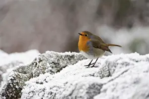 Frost Prints: Robin Erithacus rubecula on frosty wall in winter