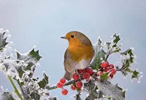 Berries Prints: Robin - on frosted holly (Erithacus rubecula). Bedfordshire UK