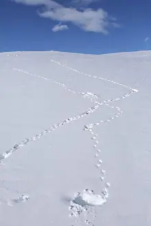 Tracks Prints: Rock ptarmigan (Lagopus muta) (Lagopus mutus) tracks, footprints in the snow in winter