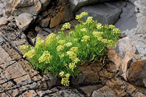 Maritime Prints: Rock Samphire (Crithmum maritimum) flowering