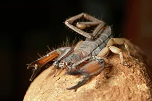 Venomous Prints: Rock Scorpion (Hodogenes sp). Northern Tuli Game Reserve
