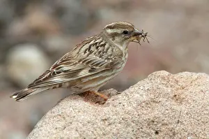 Feeding Prints: Rock Sparrow (Petronia petronia) adult male