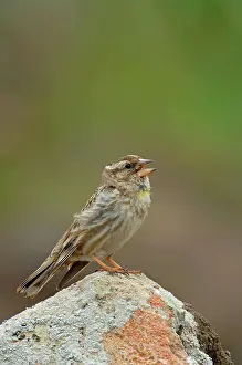 Singing Prints: Rock Sparrow (Petronia petronia) adult male
