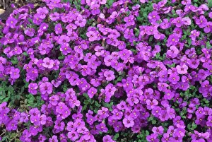 Morphology Botany Prints: Rockcress (Aubrieta deltoides) Blue King in bloom in spring