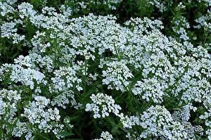 Brassicaceae Prints: Rocket Candytuft (Iberis amara) Bitter peasant mustard