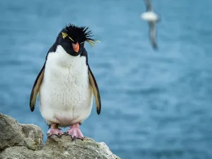 Blue Water Prints: Rockhopper Penguin (Eudyptes chrysocome) Portrait on New Island, Falkland Islands