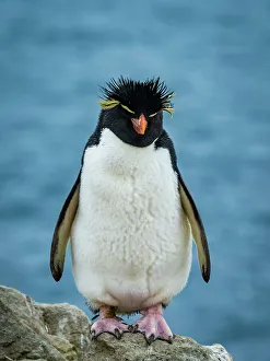 Blue Water Prints: Rockhopper Penguin (Eudyptes chrysocome) Portrait on New Island, Falkland Islands