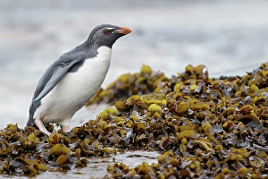 Penguin Prints: Rockhopper Penguin (Eudyptes chrysocome) along the shoreline in the Falkland Islands